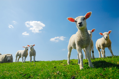 A picture of sheep in a field.