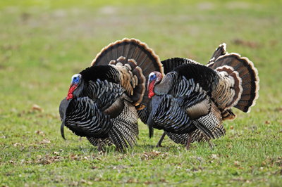 Two turkeys